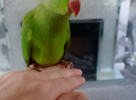 Indian ringneck