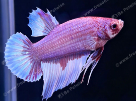 Male Betta's