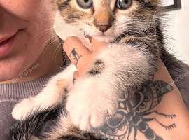 Kittens ready to leave now