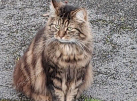 Missing long fur tabby cat