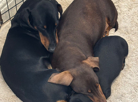 Puppy 9 week Dachshund Doxie Thelma
