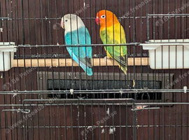 Love Birds for sale