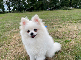 Stunning little Pomeranian KC white boy