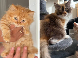 Available now Pedigree British Longhair kittens TICA registered