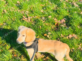 Tilly