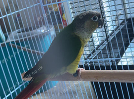 Conure with cage