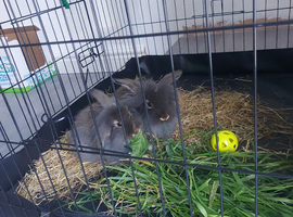 Lionhead rabbits