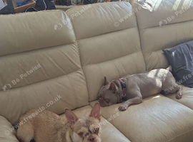 French bull dog