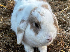 Beautiful white and brown doe