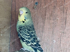 Baby budgie
