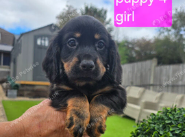 Kc working cocker spainel puppies