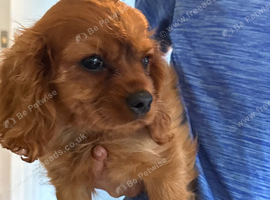 READY NOW - Adorable Extra cavalier