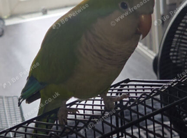 Quaker