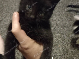 2 kittens needing forever homes