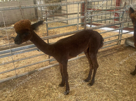 Yearling Alpaca boys