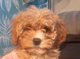 Cavapoo