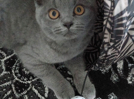 British short hair 5 months old kitten