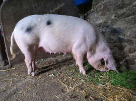 GOS SOW for sale