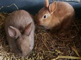 Netherland dwarf cross mini rex rabbits