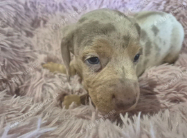 Dachshund puppies