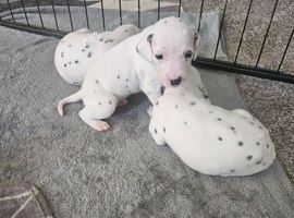 Gorgeous dalmatian puppies available November