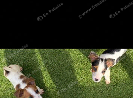 Jack Russell puppies