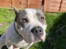 American Bully X Staff