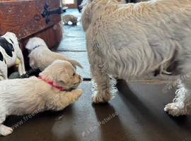 KC registered Westie pup
