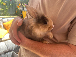 Harlequin bunny&rsquo;s / rabbit