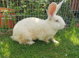 10 months old continental giant male looking for a new home.