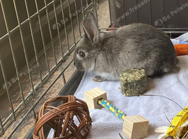 Flower needs a loving home
