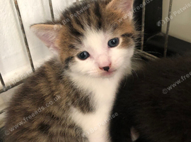 Kitten