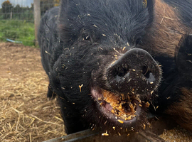 Black Kune Kune cross sow