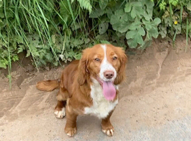 At Stud Pedigree RED Working Cocker Spaniel IRISH IMPORT