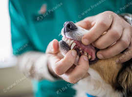 Independent Vet in Southampton