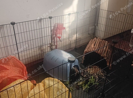 Two Male Guinea Pigs with Cage and Accessories
