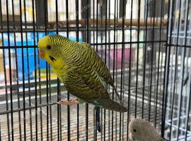 Black wing budgies available