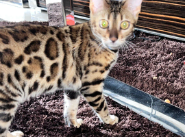 Beautiful Bengal girl for sale