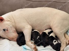 English bullterrier quality puppies