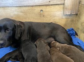 Fabulous DNA Tested Labrador Retriever Puppies