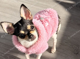 XXS chihuahua little girl very tiny only 1kg