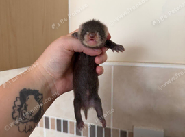 Angora ferrets
