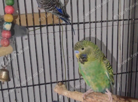 Black face and black wing and split are available