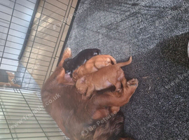 Cocker Spaniel Puppies for sale