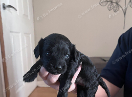 Cavapoo x cockapoo 7 gorgeous pups looking for forever home