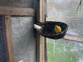 Canaries, Finches, Pigeons, Chicken