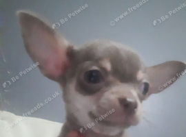 4 beautiful chihuahua puppys