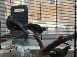 Trio of California quails