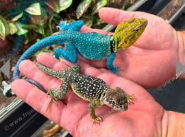 CB26 Wichita Mountain Blue Collared Lizard