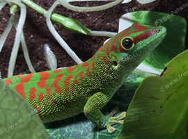 1.1 Hi Red Giant Day Gecko pair
